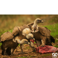 گونه کرکس Eurasian Griffon Vulture